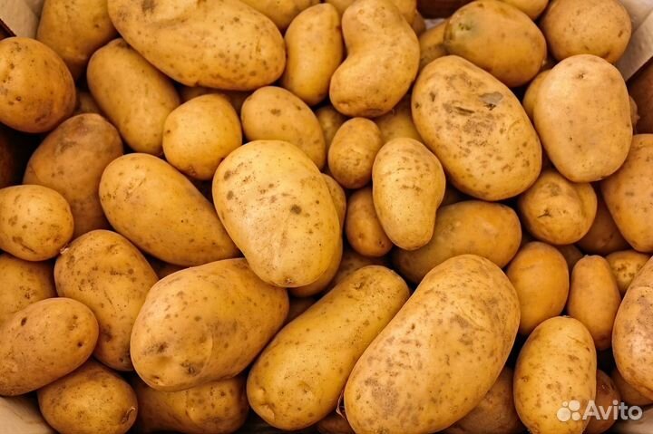 Продам картофель
