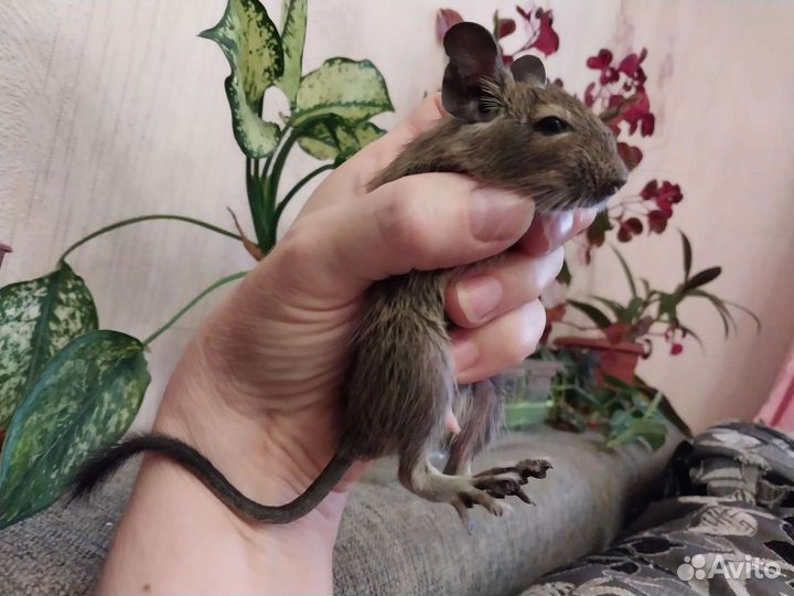 Чилийская белка дегу. Малыши