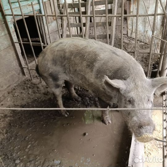 Хряк на племя