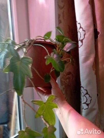Вьющиеся цветы филодендрон плющ сингонии