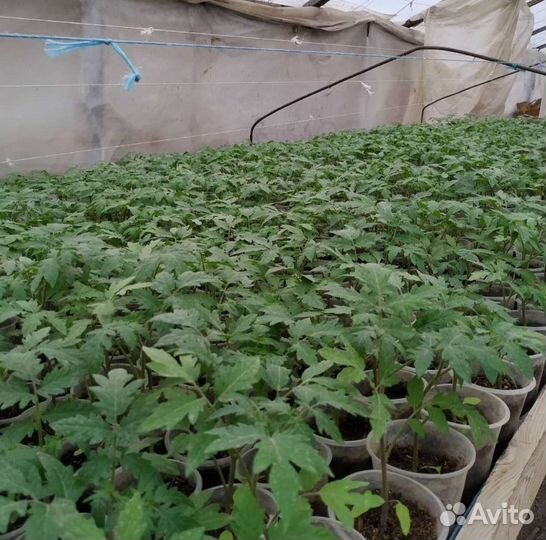 Помидор, рассада, саженцы