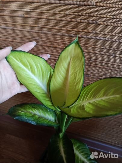 Диффенбахия Саммер стиль