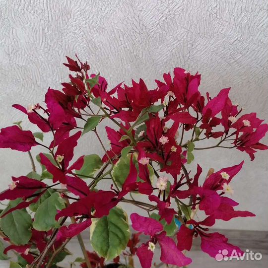 Бугенвиллия