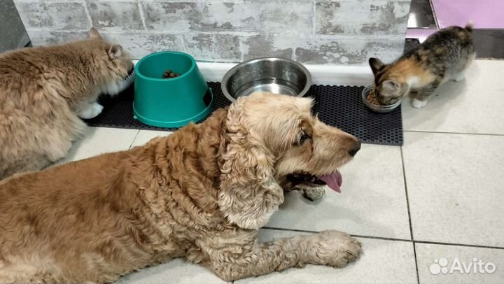 Ищет дом трёхцветный котенок