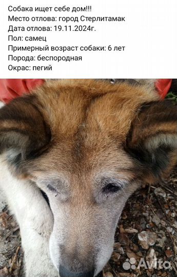 Собаки щенки