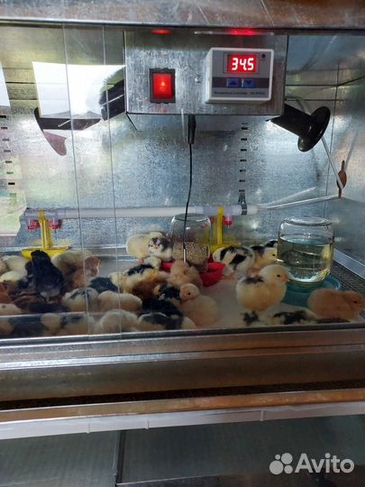 Брудер(клетка) для обогрева цыплят