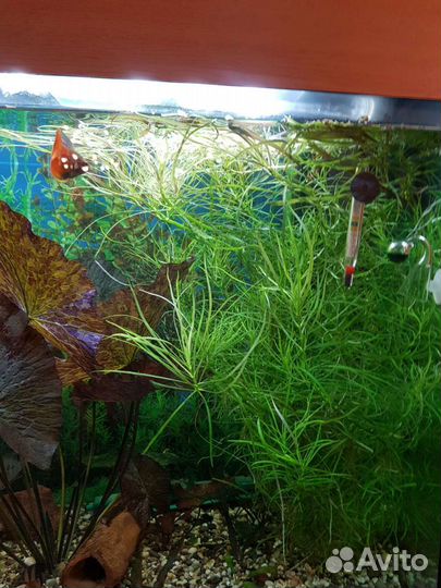 Аквариумные растения