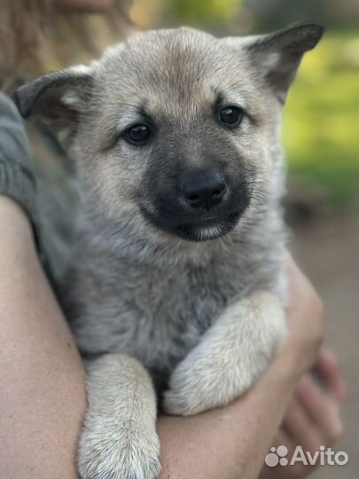 Щенок лайка