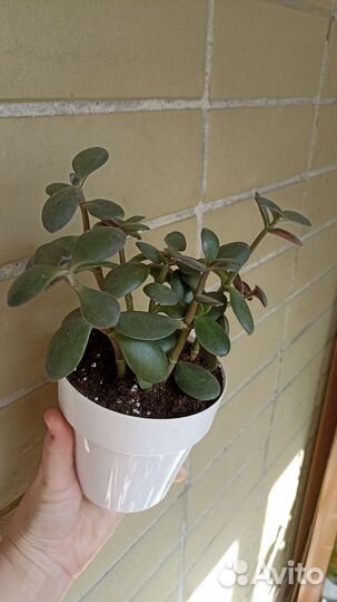 Денежное дерево толстянка