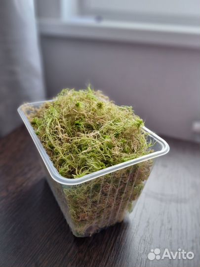 Мох сфагнум живой, свежий сбор 2023 - 24 литра