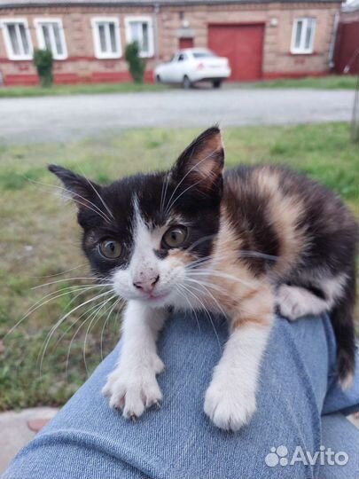 Котенок Лиза ищет дом