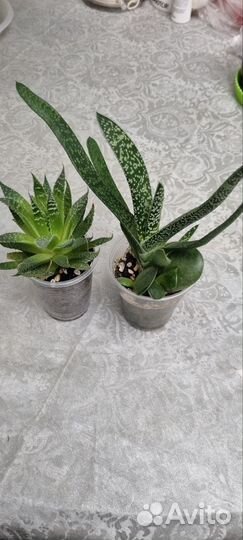 Суккуленты набор