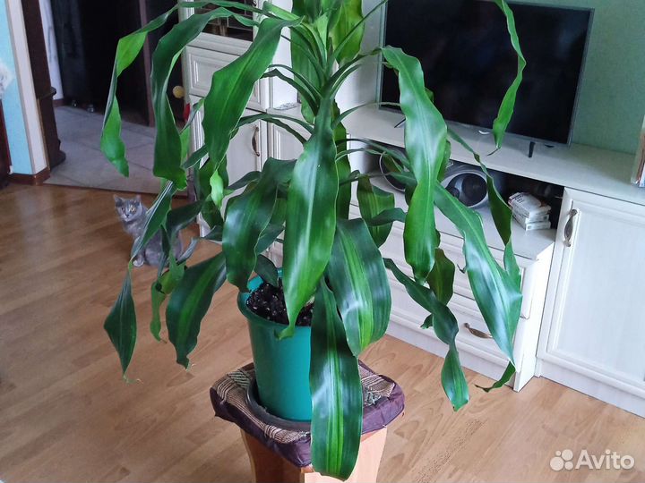Драцена широколистная