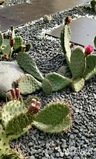 Морозостойкий садовый уличный кактус,Опунция