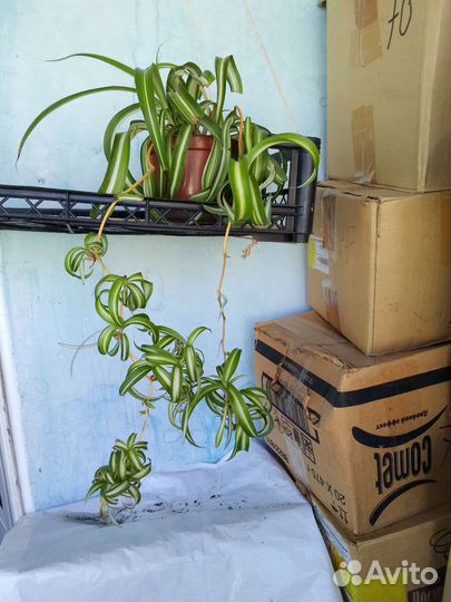 Хлорофитум Бонни кудрявый