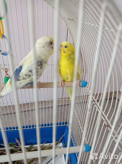 Волнистый попугай с клеткой