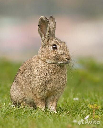 Погуляю с вашей собакой,поухаживаю за животными