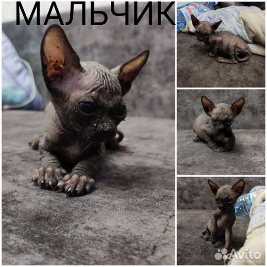 Канадский сфинкс