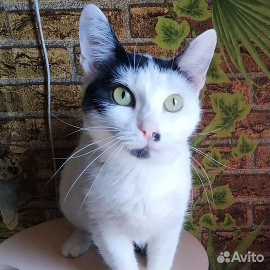 Славная кошечка