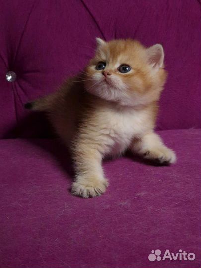 Британский котенок, золотая шиншилла