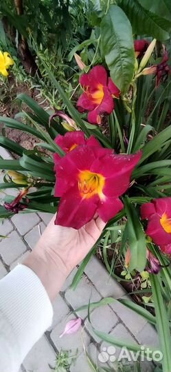 Лилейники сортовые