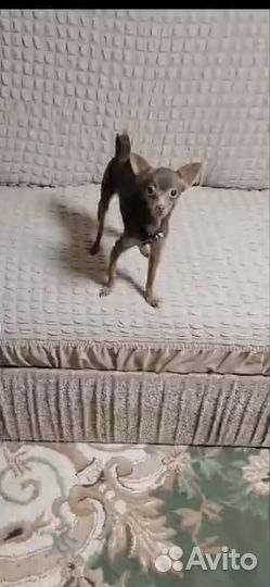 Микро той-терьер