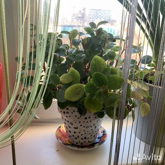 Пеперомия туполистная