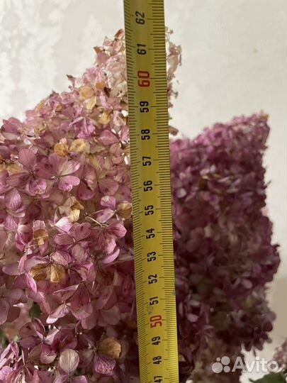 Гортензия сухоцвет (букет, для творчества)