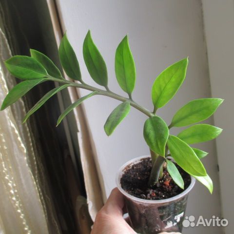 Взрослые растения