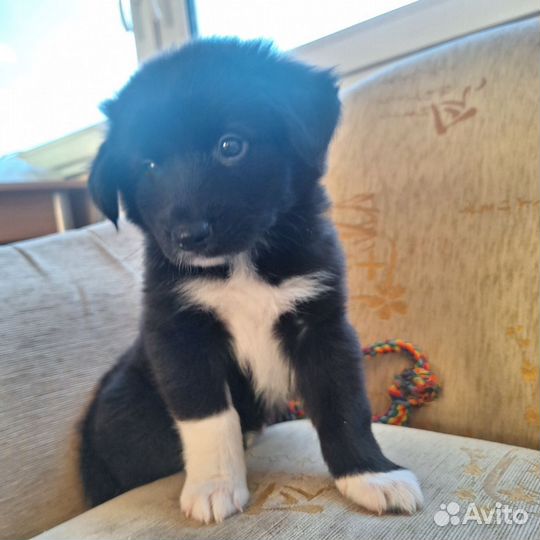 Щенок в добрые руки бесплатно