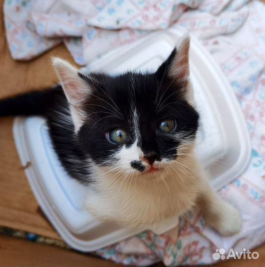 Отдам котенка в добрые руки