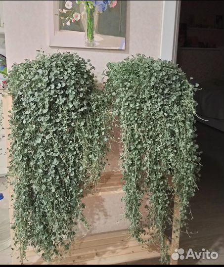 Дихондра серебристая