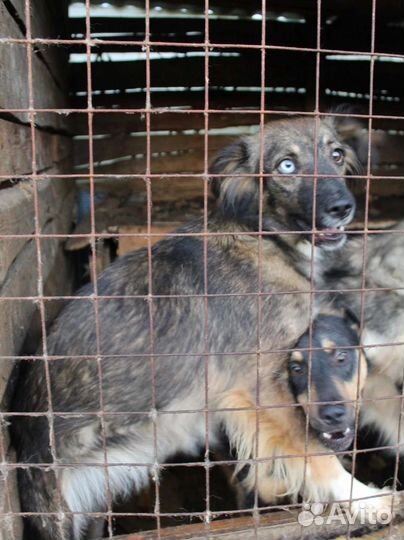 Тина ищет дом