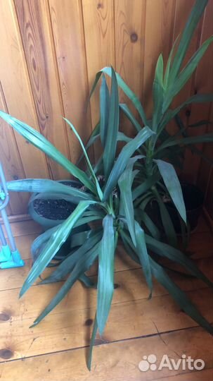 Фикусы, юкка, драцена, пальма