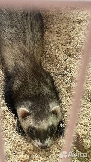 Хорек с клеткой