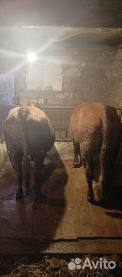 Пподам телок и быка