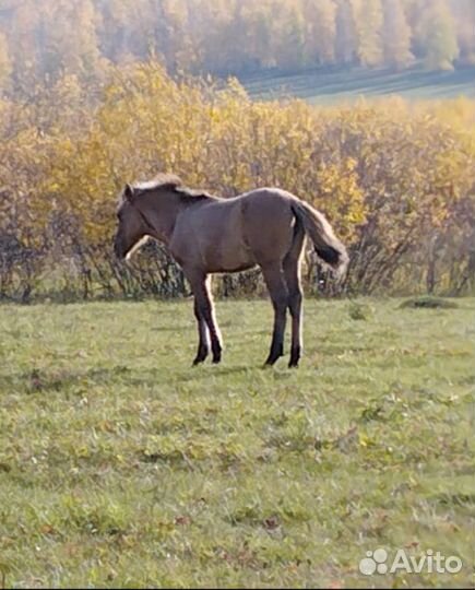 Продам жеребенка, девочка