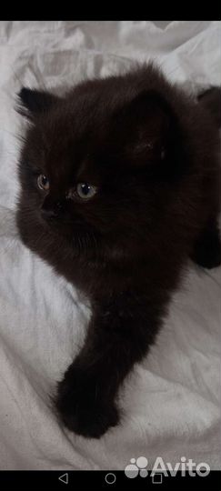 Котенок мальчик