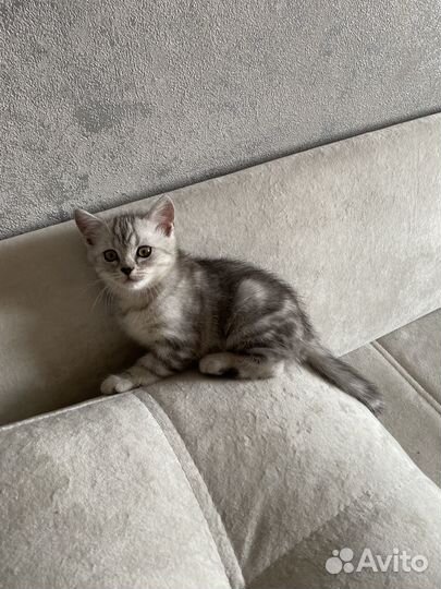 Британские котята