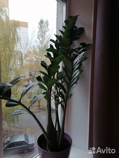 Замиокулькас