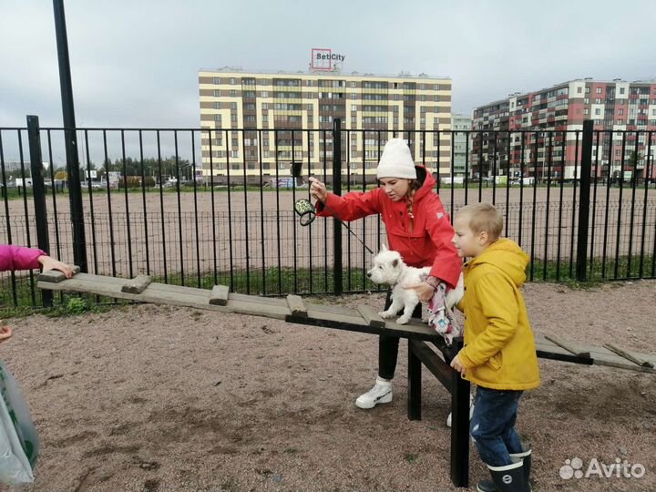 Дрессировка собак кинолог