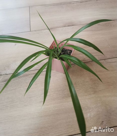 Хлорофитум