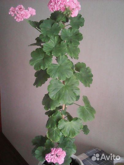 Комнатные цветы герани