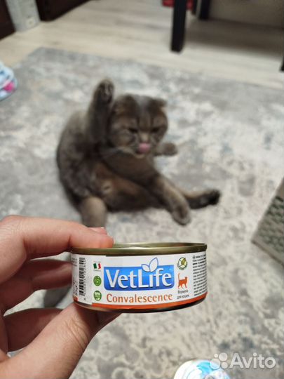 Сухой корм VetLife Renal, Hydra care для кошек