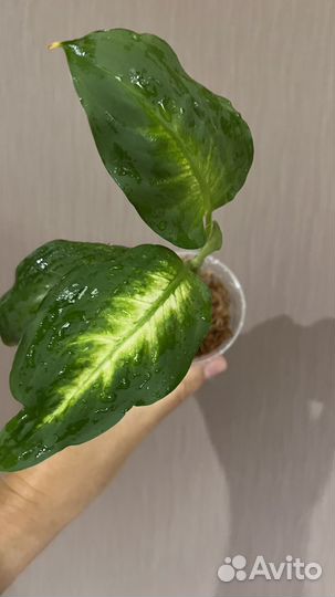 Диффенбахия Камилла