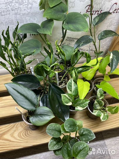 Эпипремнум, Сциндапсус