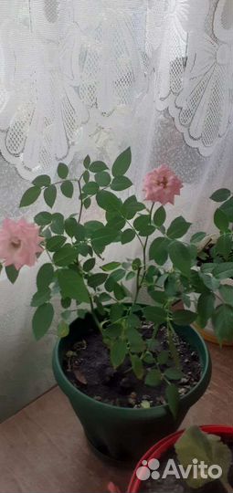 Комнатные цветы