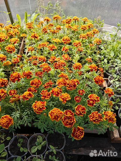Продам рассаду цветов