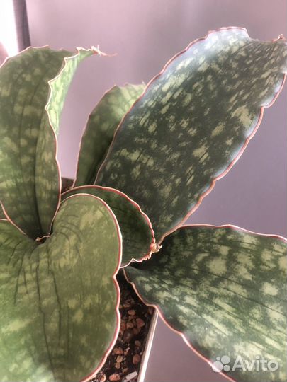 Сансевиерия dragon wings