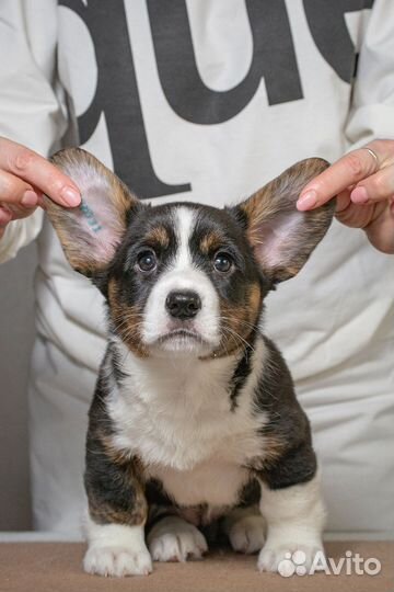 Щенки вельш-корги кардиган